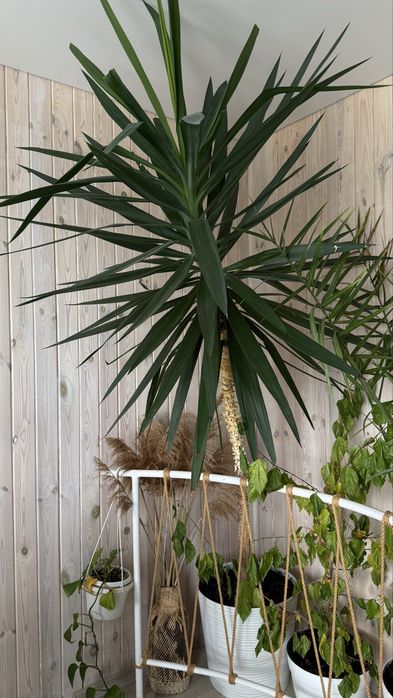 Юкка слоновая (Yucca elephantipes), большая взрослая пальма, 220 см