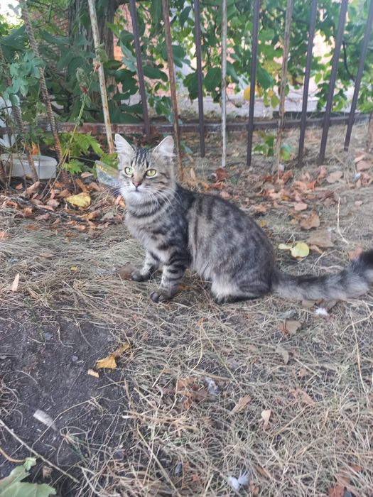 Рися проситься в сім'ю