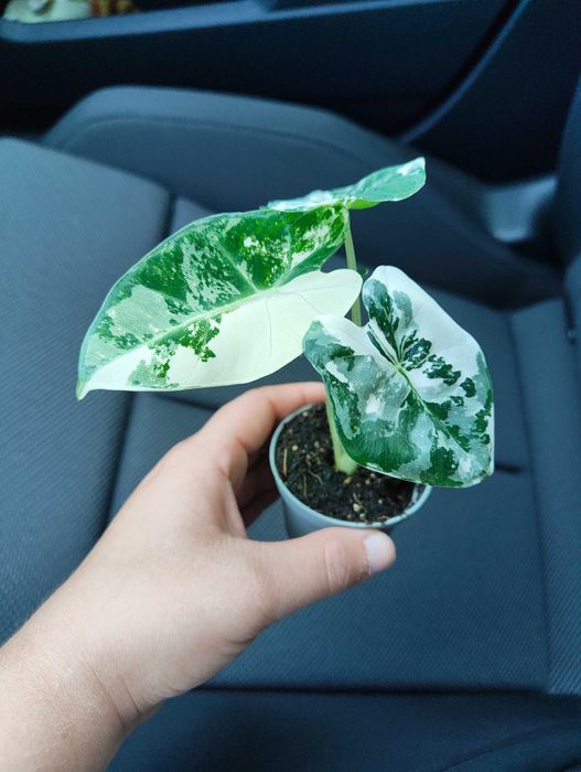 Alocasia Frydek Variegata