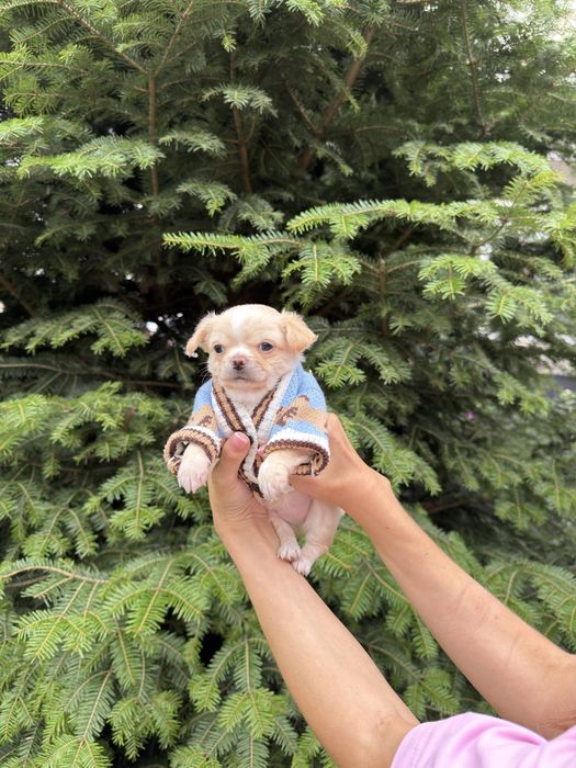Цуценятка чіхуашки