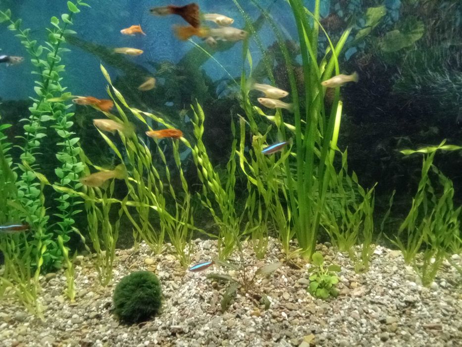 Акваріум 150л. 800х500х350.