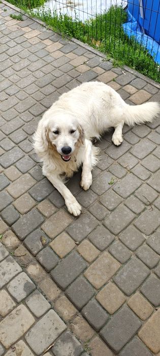 Golden Retriever szczeniak