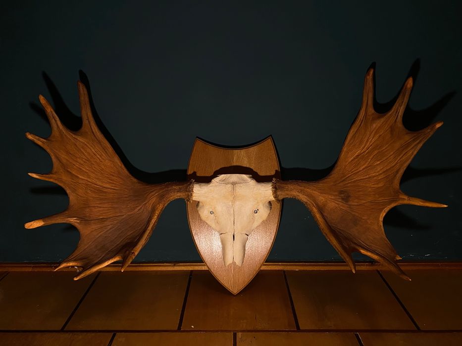 Zdobycz myśliwska, rogi