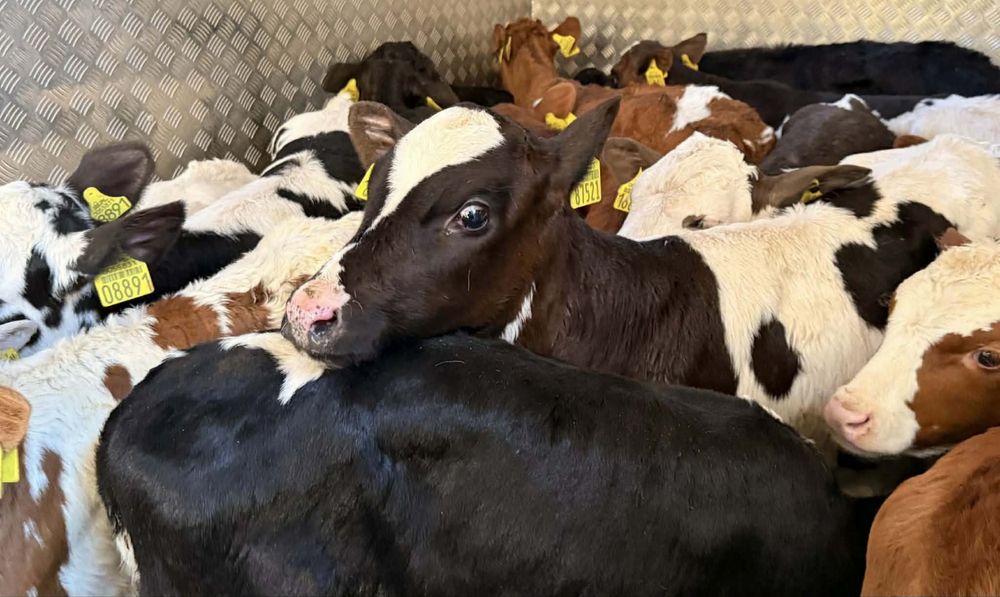 Sprzedam byczki jałoszki