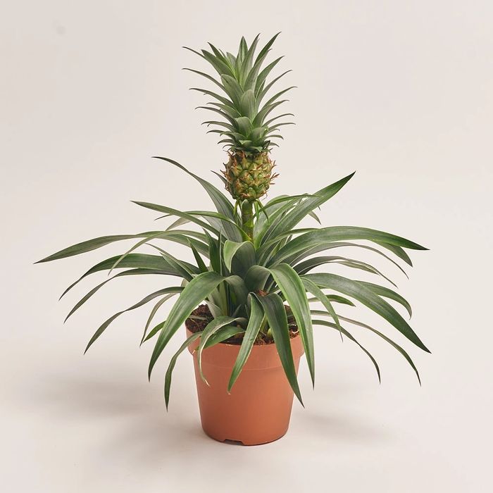 Продам ананас кімнатний