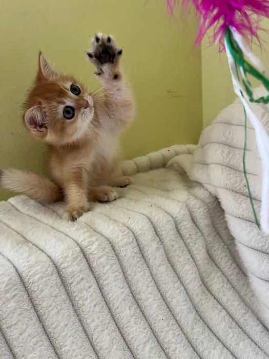 Золотий зеленоокий красунчик