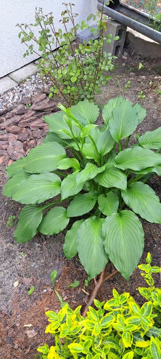 5Funkia  hosta zielone liście
