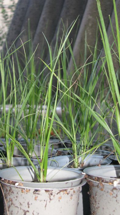 Однорічні саджанці пампасної трави рожевої (кортадерія)