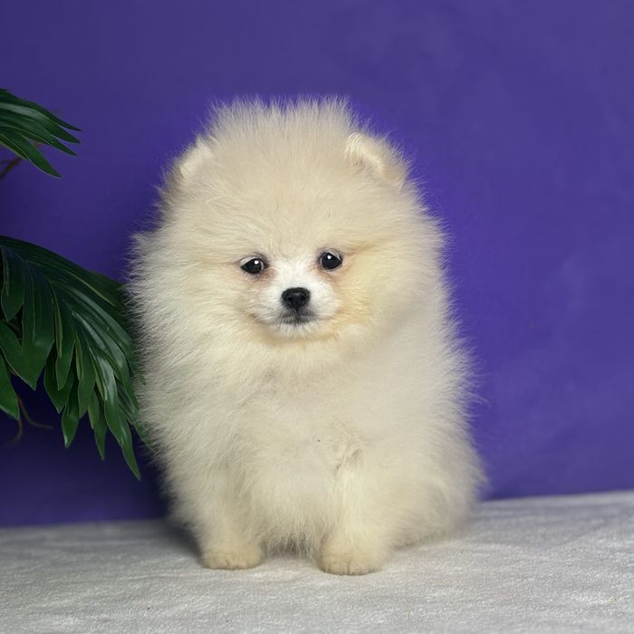 хлопчик шоу классу тип ведмедика