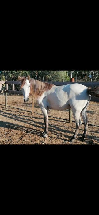 Cavalo cruzada lusitano/ sorraia