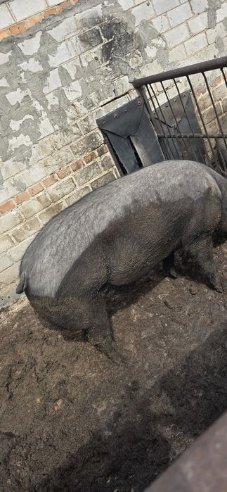 Продам робочого хряка