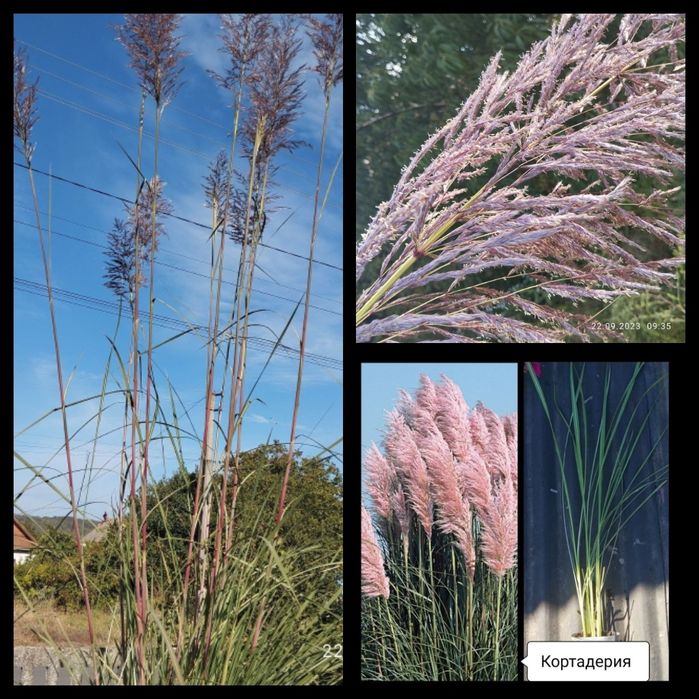 Кортадерия Розовая