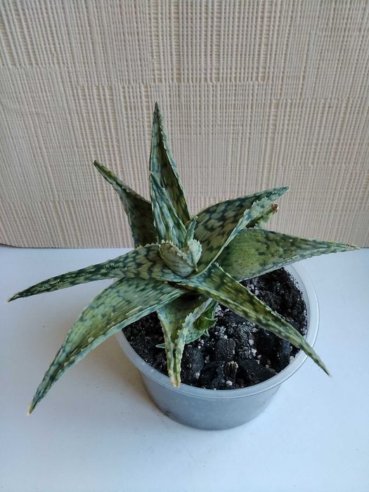 Алоэ гибридное алоэ Humilis алое хуміліс