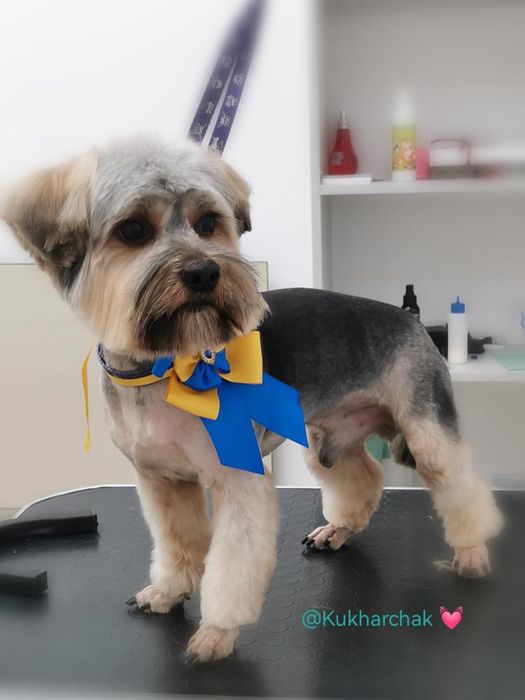 в'язка  красунчика йорка