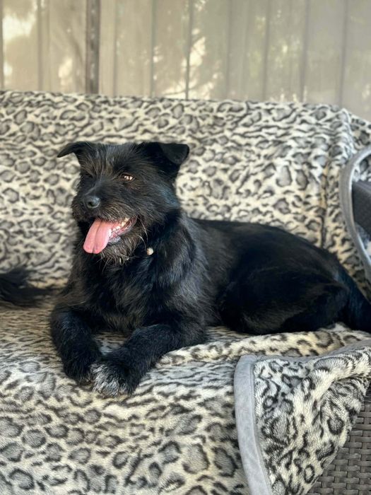Wyjątkowa sunia do adopcji