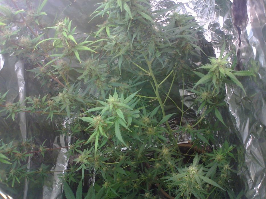 Afghan Kush 15g Suszu Roślinnego thc cbn cbl cbc Cannabis Flos (TOPY)