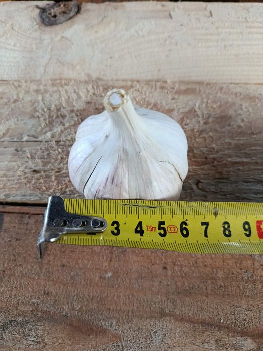 Продам часник сортів Москаль та Козак