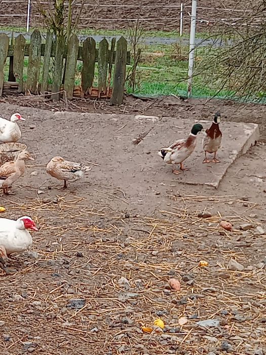 Sprzedam Kaczki bieguski