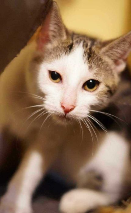 Luna z ulicy  chce spać na Twojej kanapie ADOPCJA
