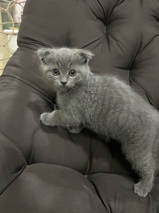 Коти Висловухі Шотландці