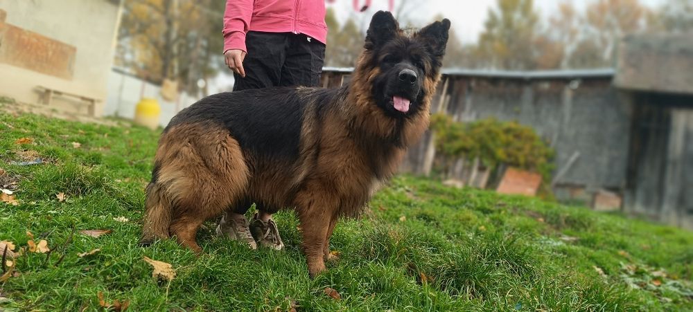 Owczarki niemieckie długowłose