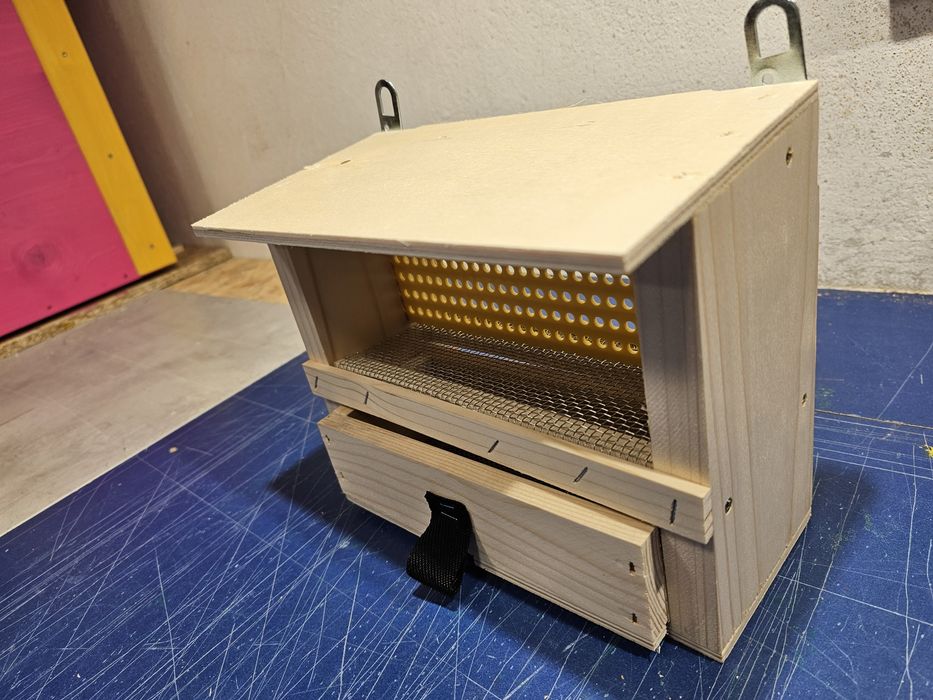 Ul warszawski zwykły