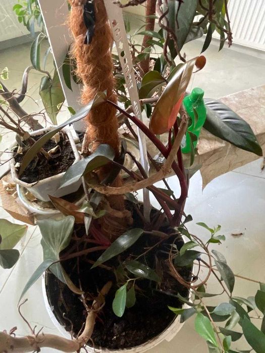 Філодендрон Ред Сан