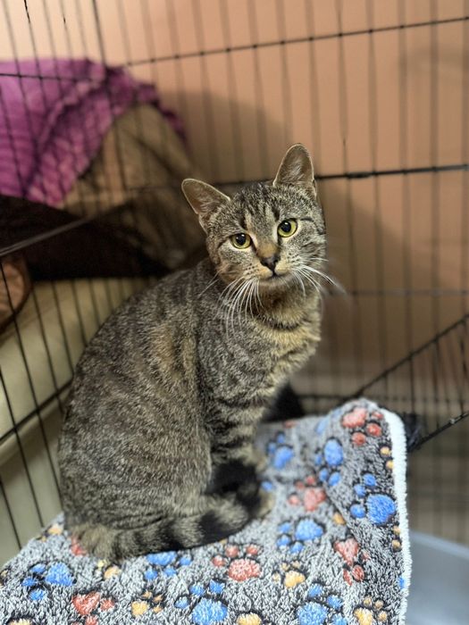 Kilkumiesięczną koteczka do adopcji