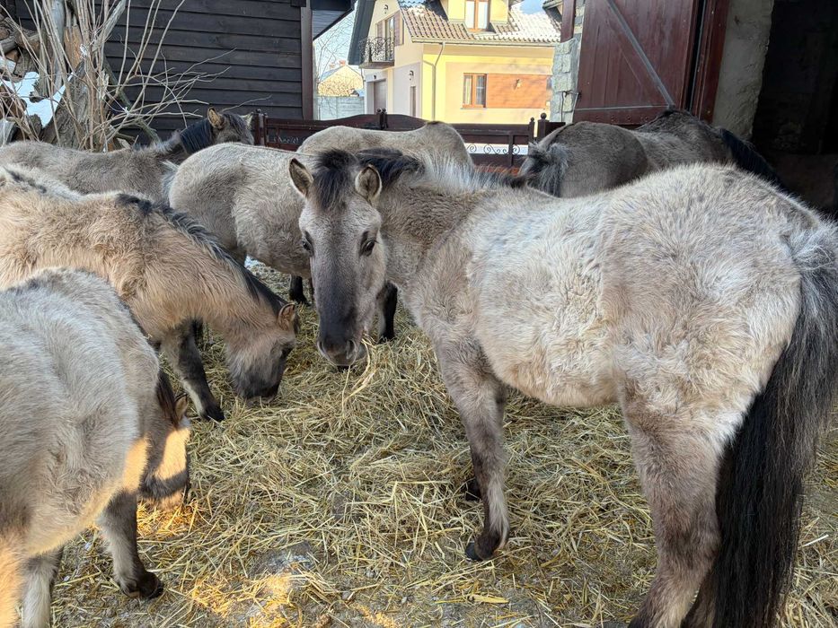 Klaczka konika polskiego 1rok po rodzicach z programu