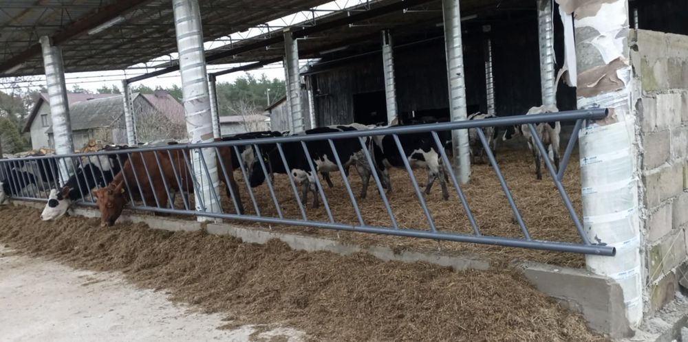 Drabina paszowa dla bydła krów