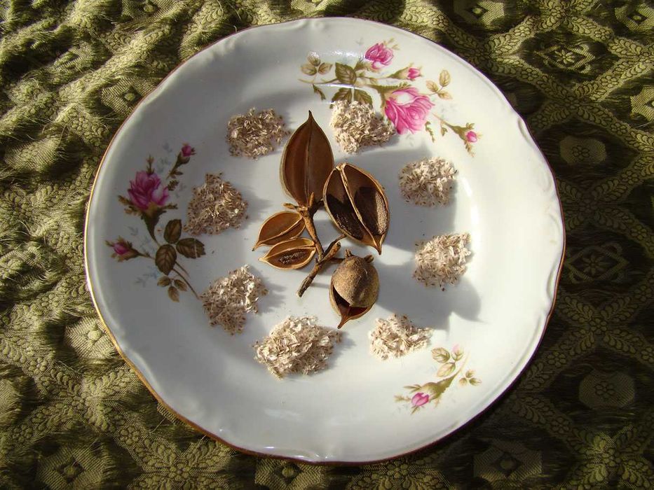 Paulownia nasiona 1000szt. Cesarskie drzewo + gratis do każdego zakupu