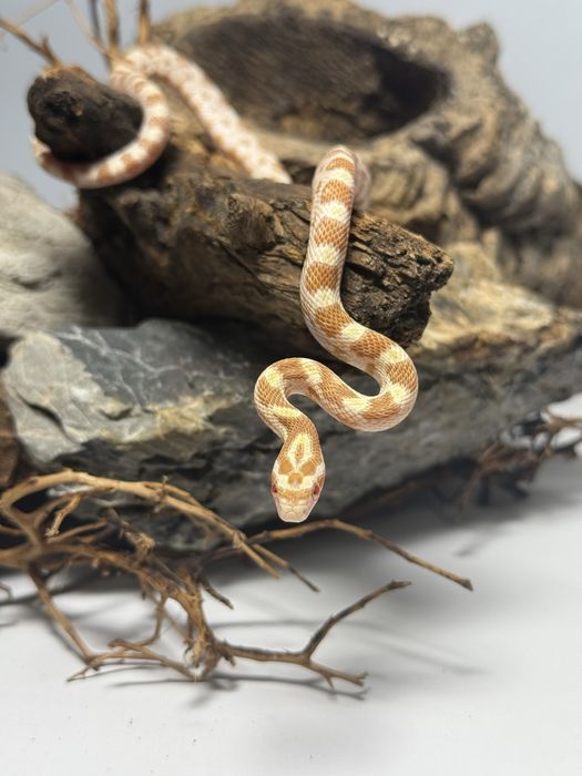 Wąż zbożowy samica butter