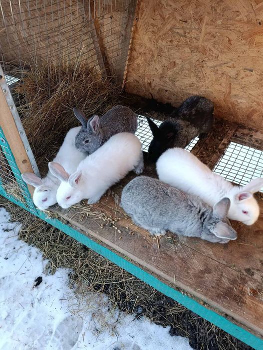 Кролики шиншила-микс Полтавское серебро,