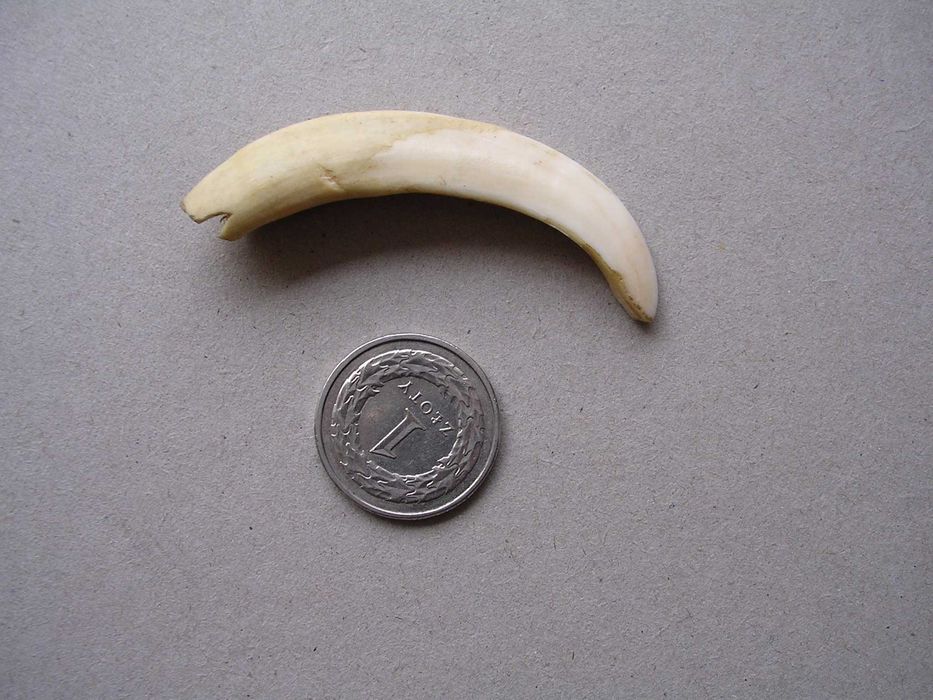 Stary kieł szabla dzika