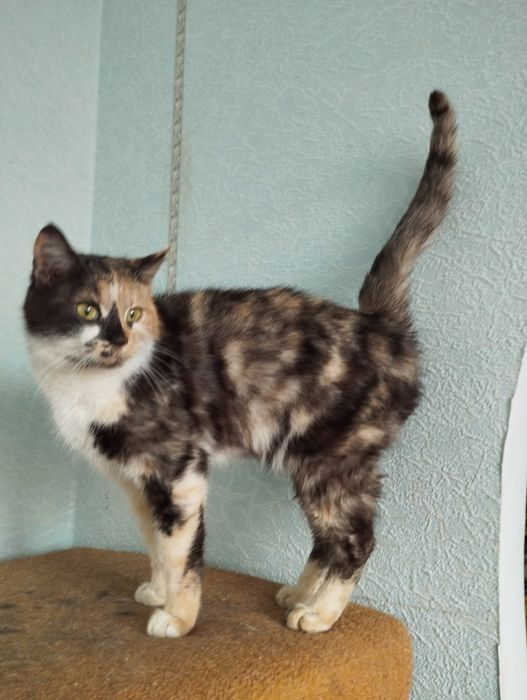 Надзвичайній красуні потрібна родина