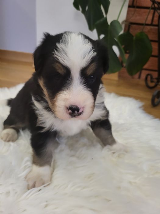 Szczeniak Border collie