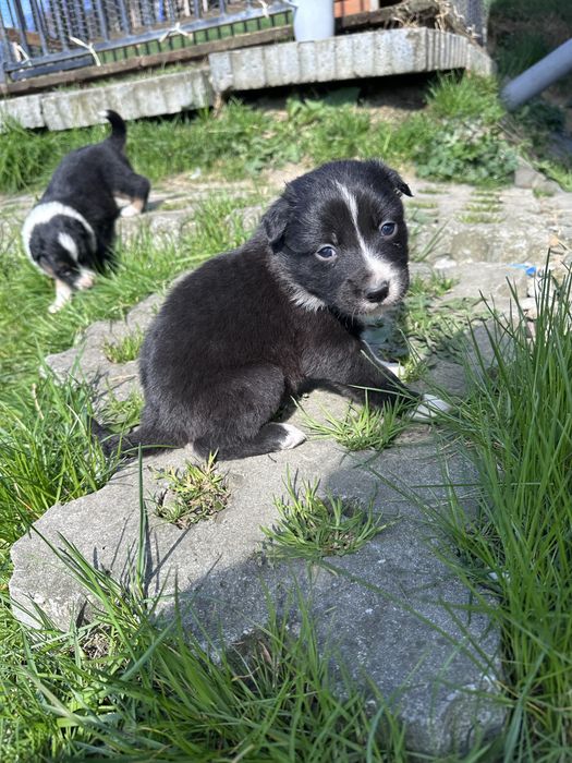 Piesek Border collie