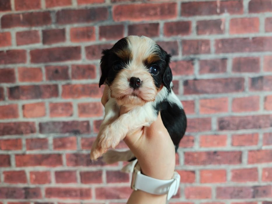 Cavalier King Charles Spaniel piesek tricolor