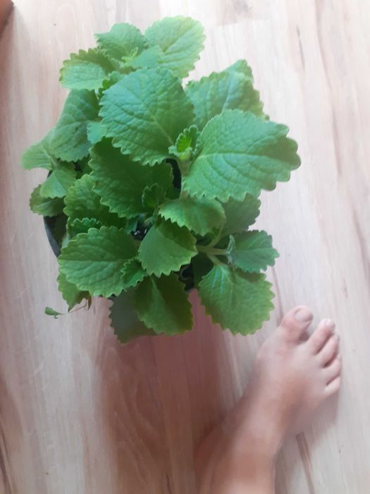 Mięta domowa 5 zl sztuka