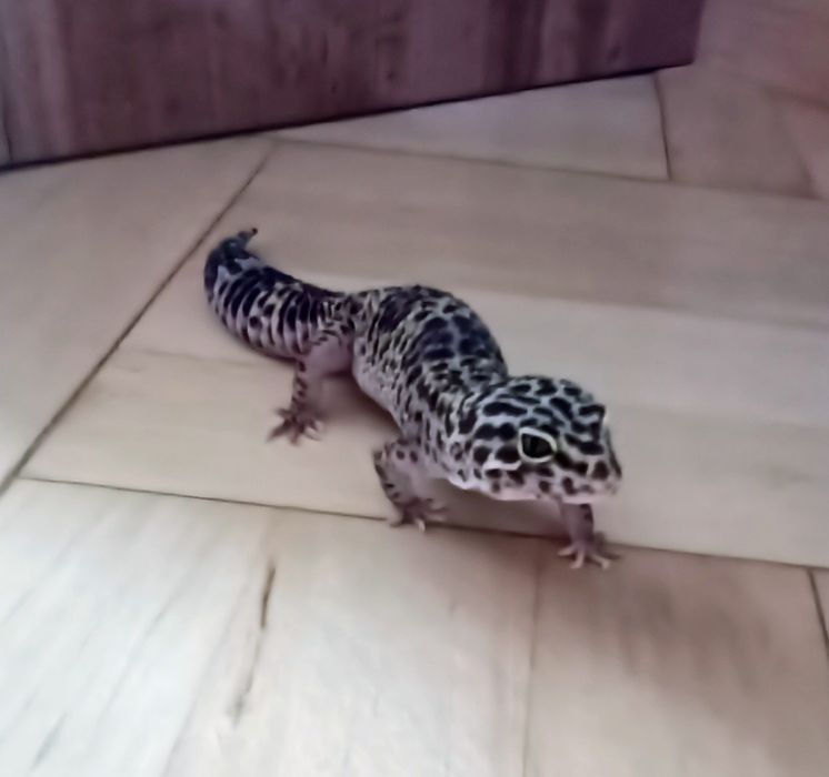 terrarium dla gekona