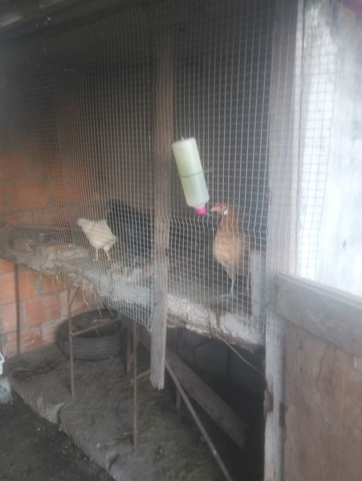 Vendo garnizas 1  fêmeas e 1 macho