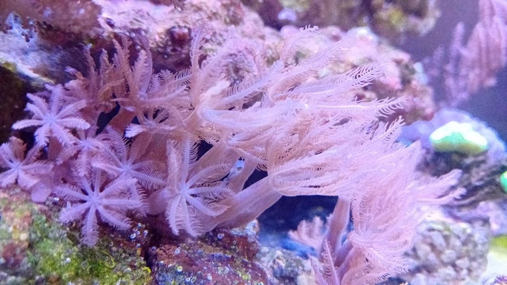 Koralowce sprzedam lub wymienię