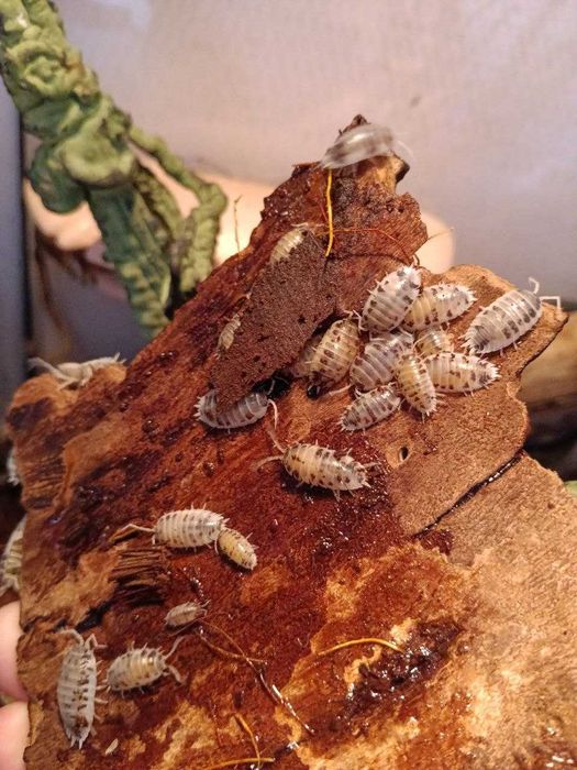 Porcellio laevis dairy cow 15 szt