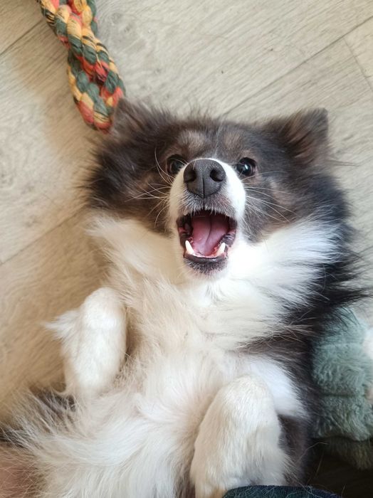 Пес Дюк шукає родину