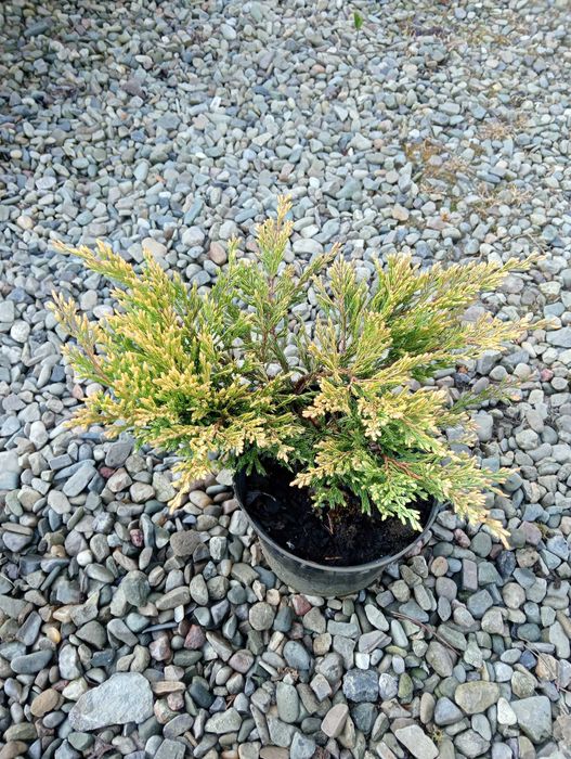 Jałowiec płożący Limeglow