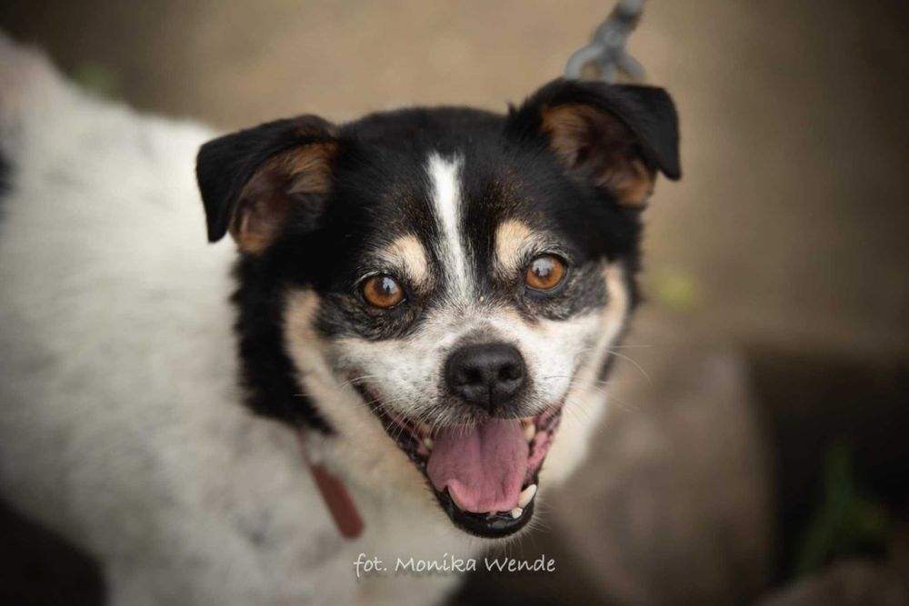 Bobik szuka swojego człowieka