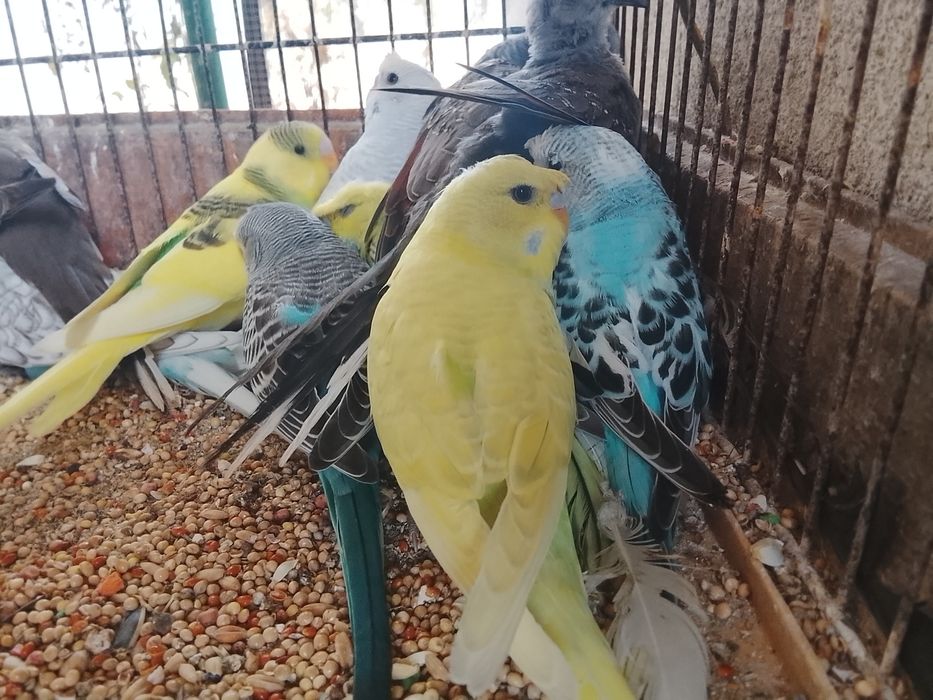 Periquitos de poupa