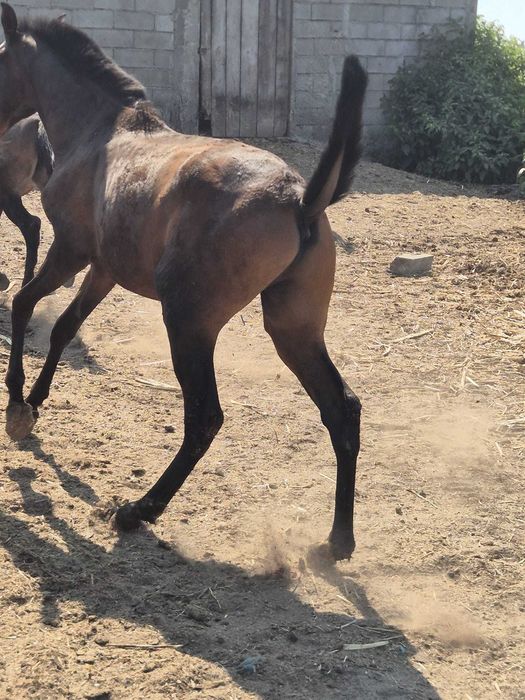 Poldro  Lusitano