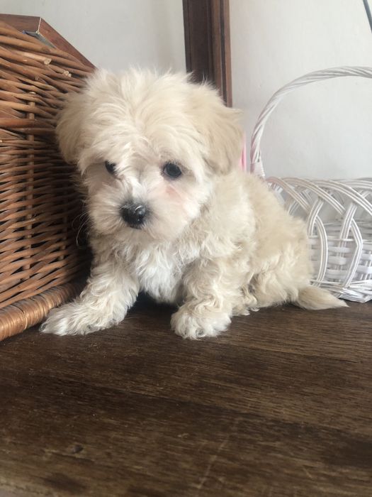 Maltipoo piesek okazja !