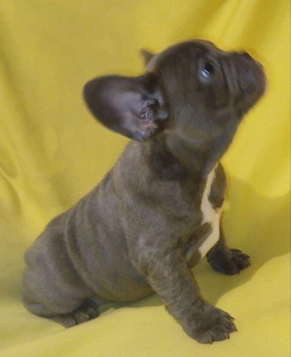 Девочка французский бульдог